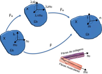 Esquema de la deformación pasiva y activa [18]. Sobre el punto X de la ...