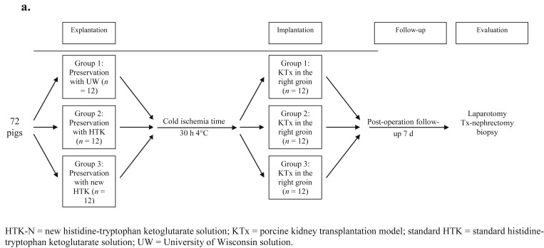 Study design from beginning to final evaluation of the transplanted kidneys. ...