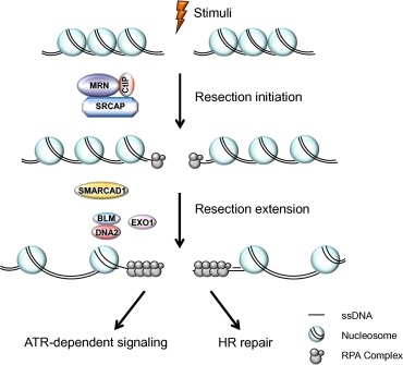DNA-end resection occurs via a two-step process—resection initiation and ...