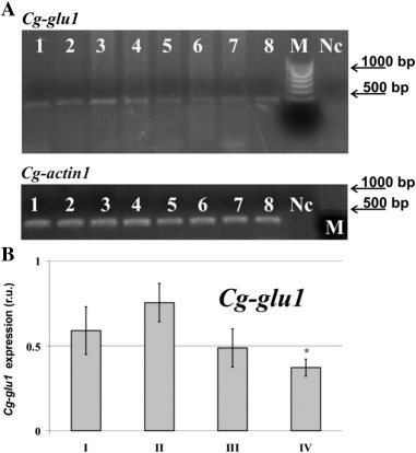 Expression of the glucanase gene in the hepatopancreas of the mussel ...