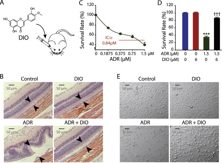 DIO protects against ADR-induced retinal injury in vivo and in vitro.(A) The ...