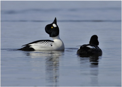 Lekking of Bucephala clangula during the spring migration on the Lake Khanka (8 ...