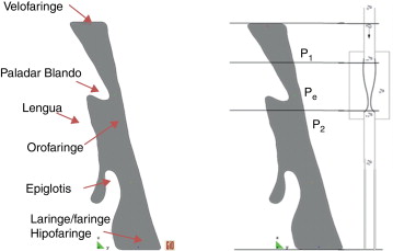 Definición sobre una sección sagital de las vías respiratorias del dominio de ...