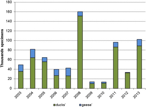 Dynamics of ducks' and geese' populations on the Lake Khanka in early spring ...