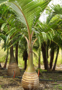 Draft Compuestos 417469086-image13.png