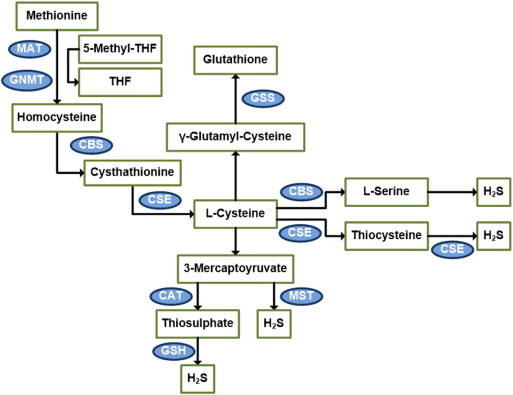 Diagram of the transsulfuration pathway.The majority of endogenous H2S is ...