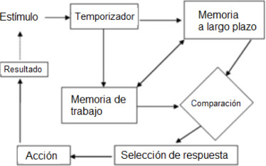 Procesos implicados en la estimación del tiempo (Modificada de Ward et al., ...