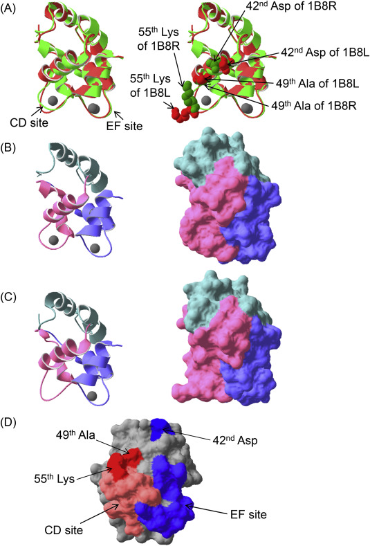 Comparison of two recombinant common carp (Cyprinus carpio) parvalbumins and ...