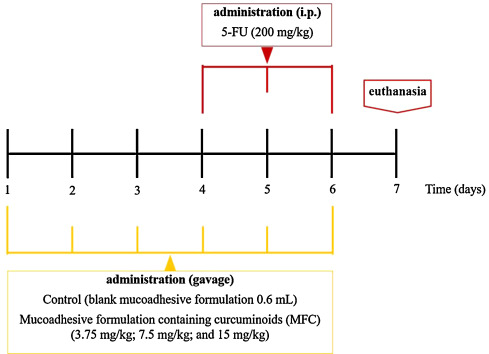 Schematic representation of MFC treatment and intestinal mucositis induction by ...