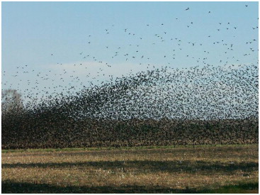 Swarm behavior forms the basis for protoBIM and quantumBIM.