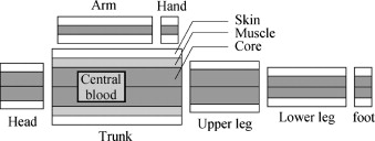 Schematics of 27-node human thermal model.