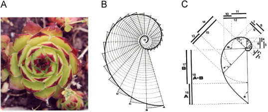 Spirals, the mathematical products of “Fibonacci sequence” and the sacred mean.