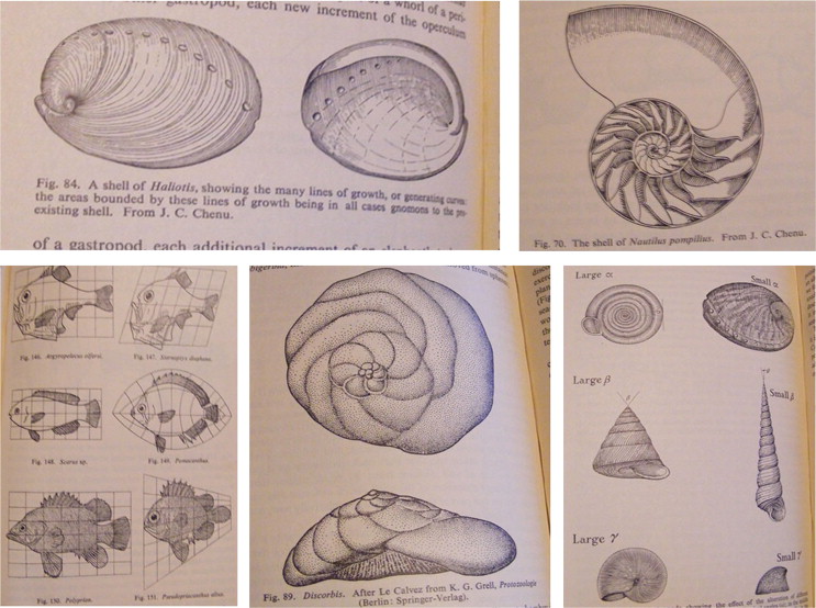 Some sketches of biological forms according to their functions and necessities ...