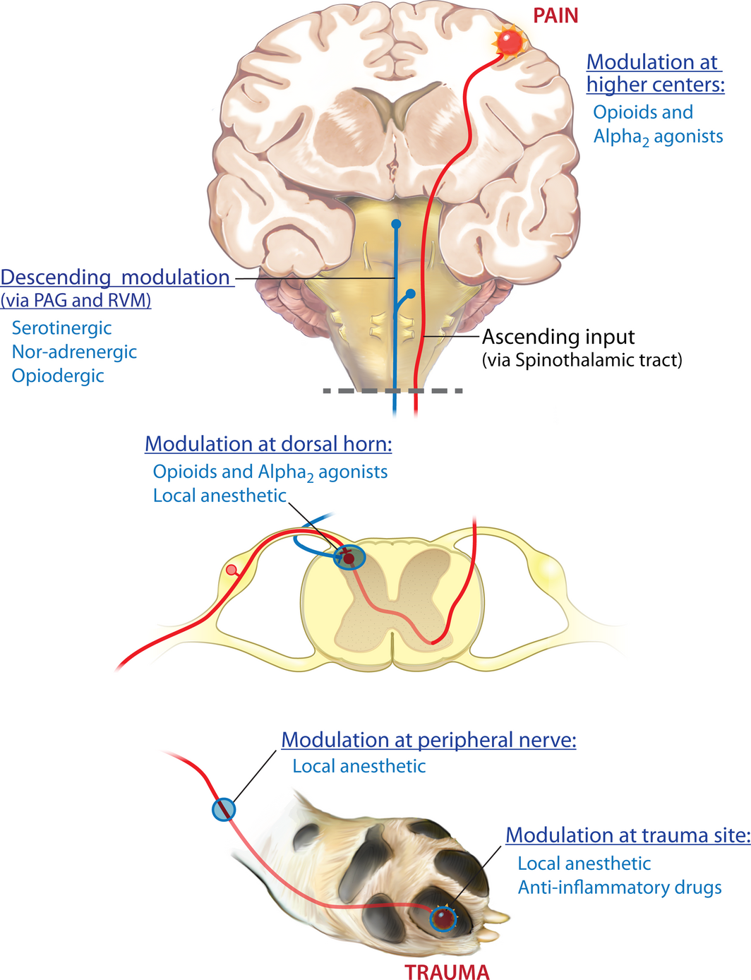 Figure 1.