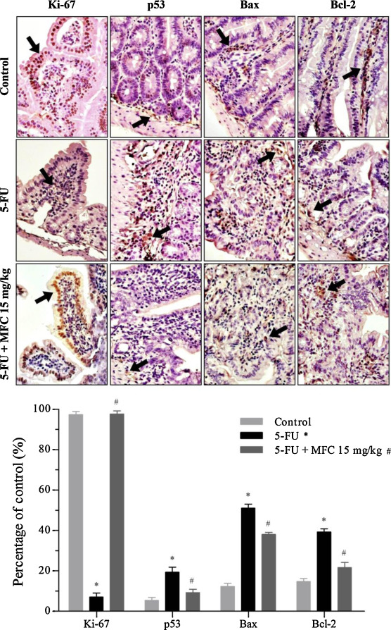 Expression of Ki-67 (cell proliferation), p53 (pro-apoptotic), Bax ...