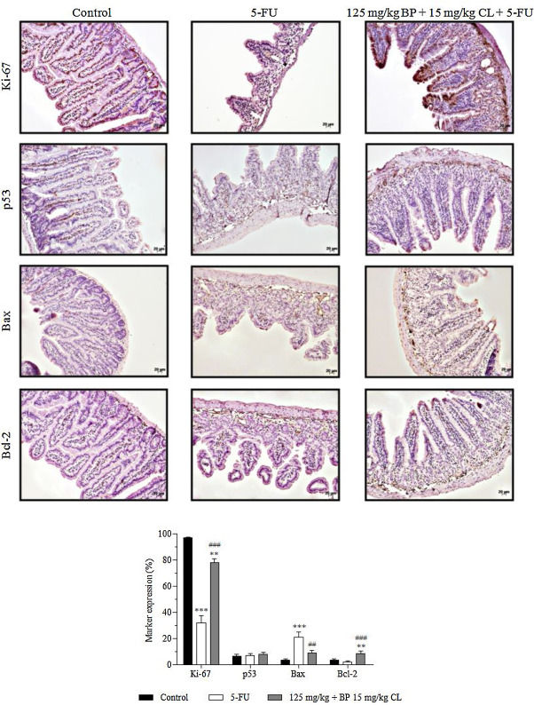 Effects of non-mucoadhesive or mucoadhesive formulations containing BP/CL on the ...