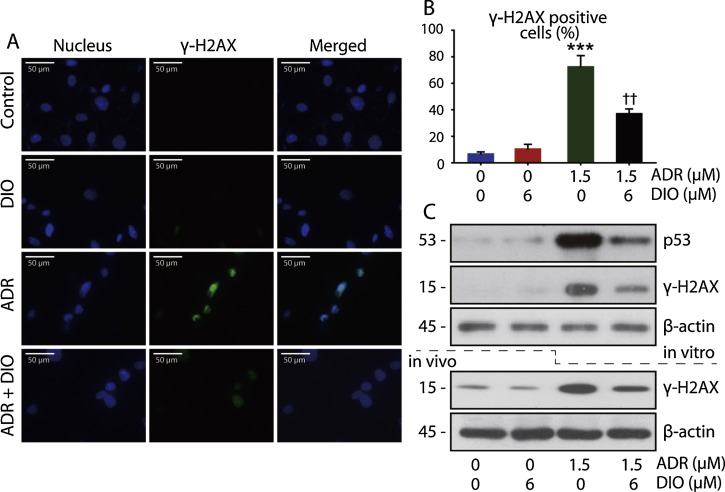 DIO prevents ADR-triggered DNA damage in RPE cells.(A) Immunofluorescent ...