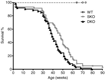 Analysis of survival of WT, single Mybpc3 KO (SKO) and double I-1/Mybpc3 KO ...