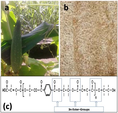The image of (a) Luffa cylindrica Fruit, (b) rectangular portion of Luffa fibre, ...