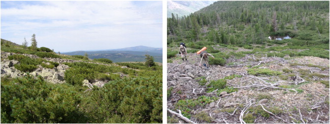 Drying of alpine dwarf pine (Pinus pumila) in the upper parts of the slopes in ...