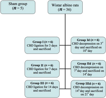 Study design. Forty one Wistar albino rats were used, all rats were randomized ...