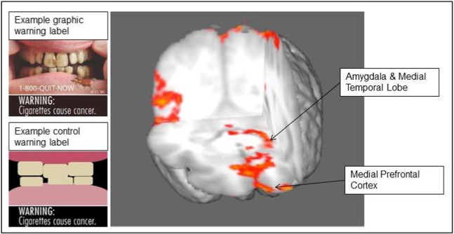 Brain regions with graphic warning label activation>control at cluster corrected ...