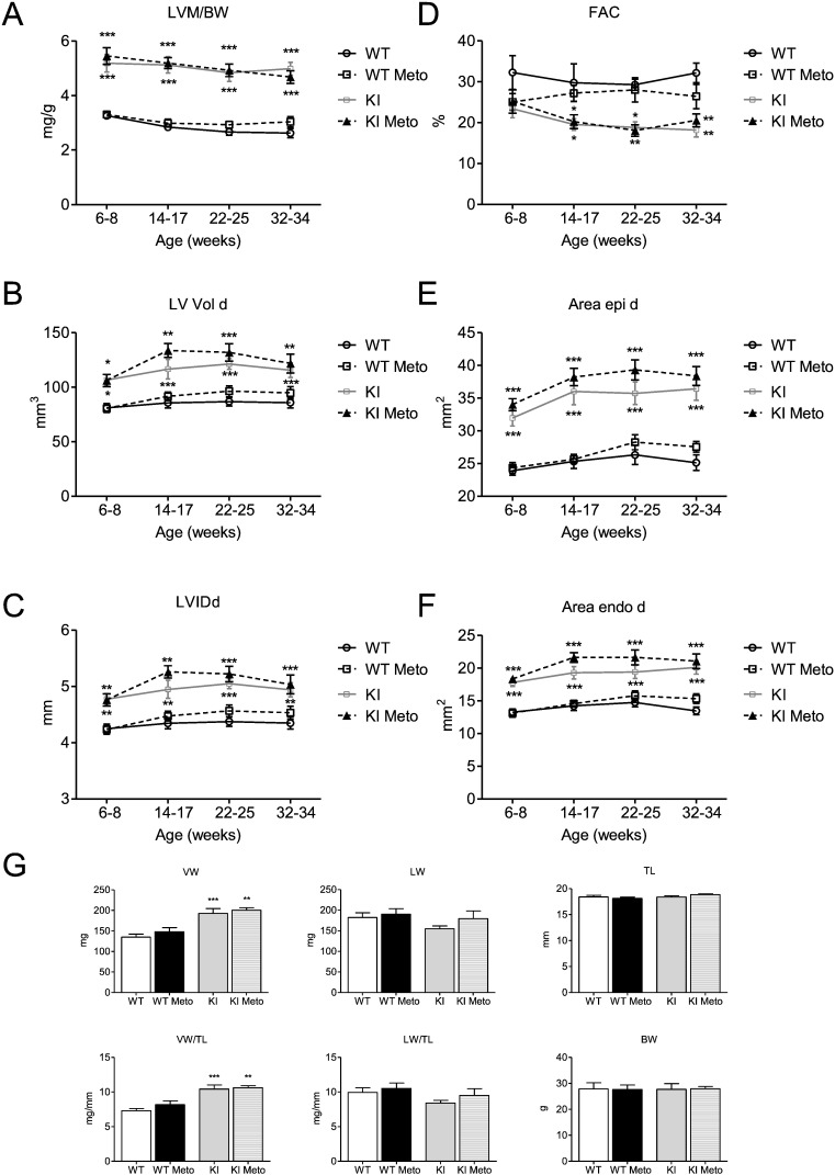 Longitudinal echocardiography study and body parameters of Mybpc3 WT and KI ...