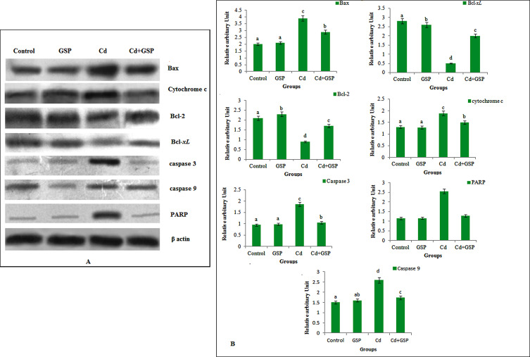 Effect of GSP on western blot analysis of Bax, Bcl-2, Bcl-xL, cytochrome c, ...