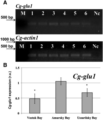 Expression of the glucanase gene in the hepatopancreas of the mussel ...