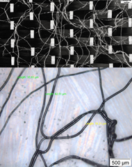 Gayoso et al 2019a-image5.png