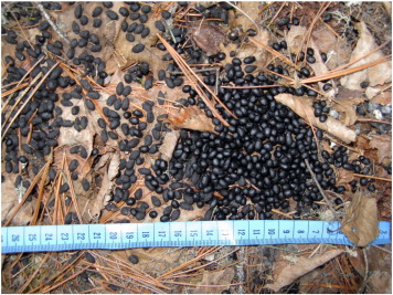 Latrine of musk deer.