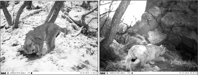 Lynx is a frequent visitor of the goral habitat during winter.