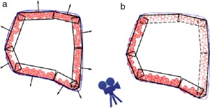 Orientación de las regiones en la corteza del empaquetamiento en 2D. a) ...