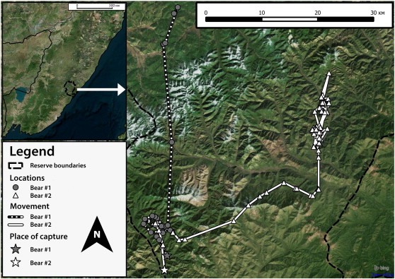 Places of stay and displacement of two brown bears marked with GPS in ...