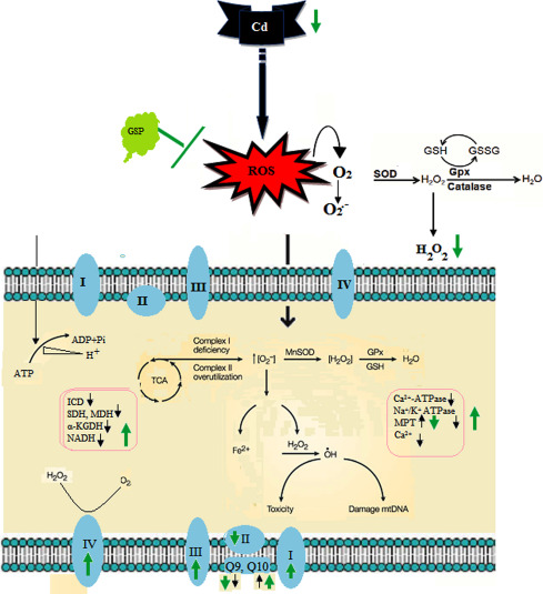 Schematic diagram; black arrow: cadmium, green arrow: GSP.