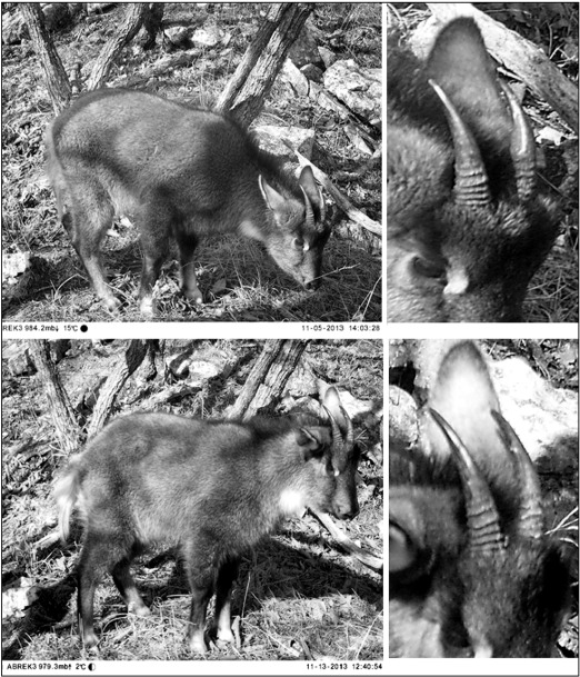 An example of photo identification of a young male (2.5 y.o.) using specific ...