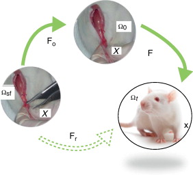 Descomposición multiplicativa del gradiente de deformación. Ωsf, estado libre de ...