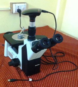 Work piece clamped in electron microscope.