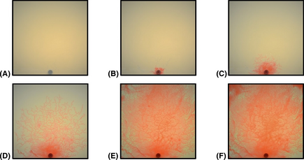 Figure 6.