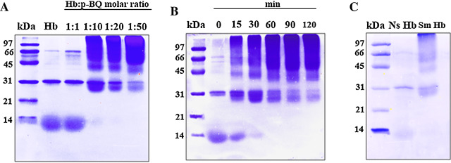 SDS-PAGE of pure Hb, Hb-p-BQ adducts and Hb isolated from nonsmokers (Ns) and ...