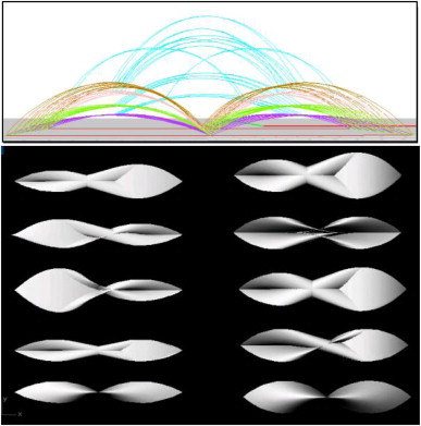 Genotypes developed from the same curvature network: The samples are generated ...