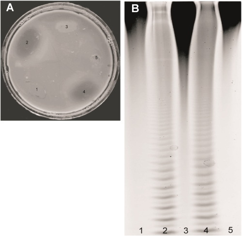 Solid medium with 0.5% fucoidans treated with a 1% aqueous solution of Cetavlon ...