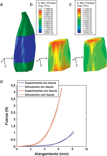 (a) Modelo de elementos finitos del TA. En azul se indica la parte central del ...