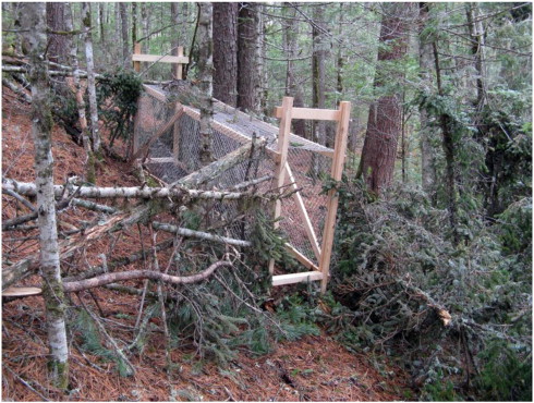 Trap for musk deer capturing.