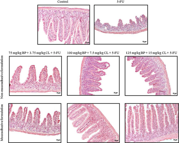 Effects of non-mucoadhesive or mucoadhesive formulations containing BP/CL on ...