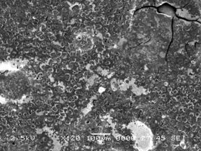 Valea et al 2019b-image6.jpeg