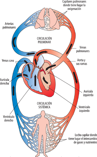 Draft Samper 411837410-image2-c.png