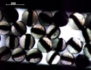 Esteves et al 2021a-image5.jpeg