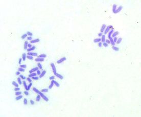 Draft BELTRAN URREGO 123847636-image8-c.jpeg