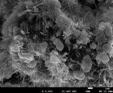 Draft Li 586917077-image12.png